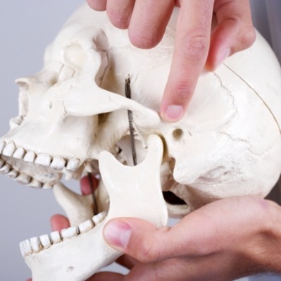 Model of jaw and skull bone used to explain T M J therapy options
